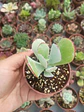 Cotyledon  - Miniatura 1
