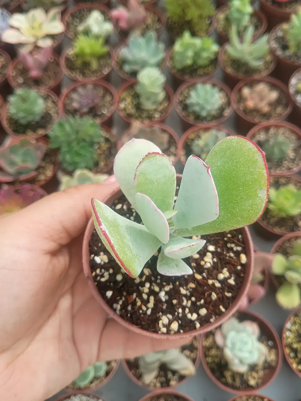 Cotyledon  1