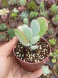 Cotyledon  - Miniatura 2
