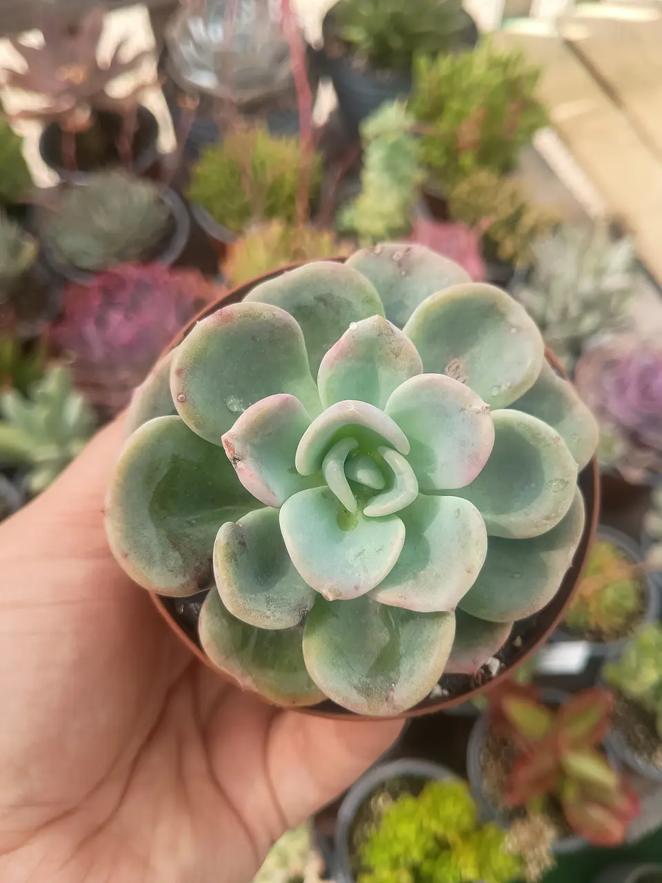 Echeveria Orpet  1