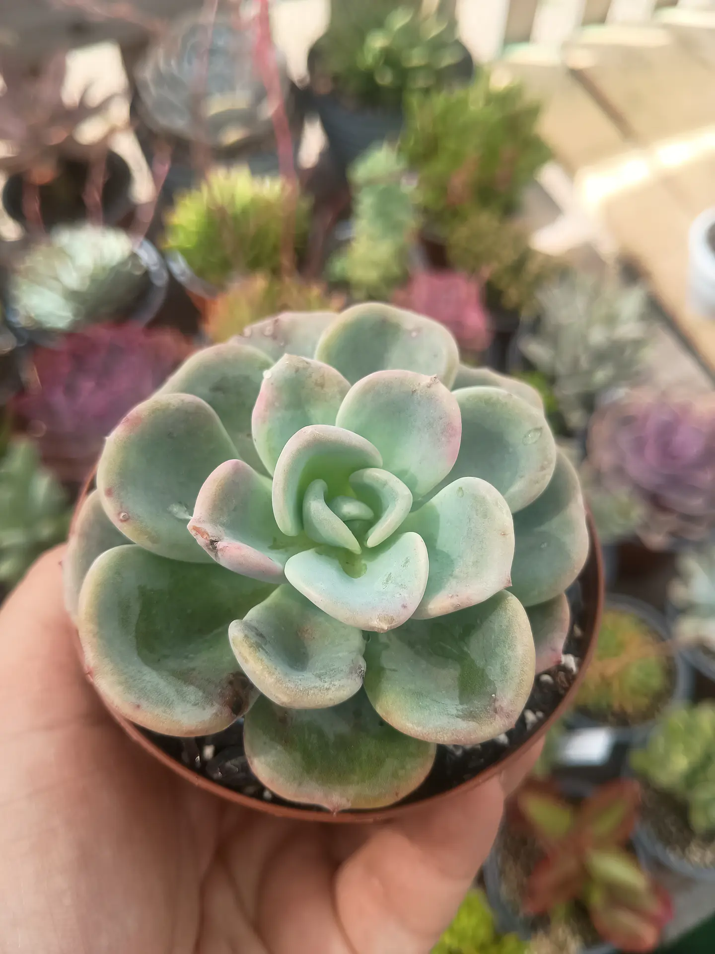 Echeveria Orpet  2