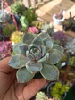 Echeveria snow bunny - Miniatura 2