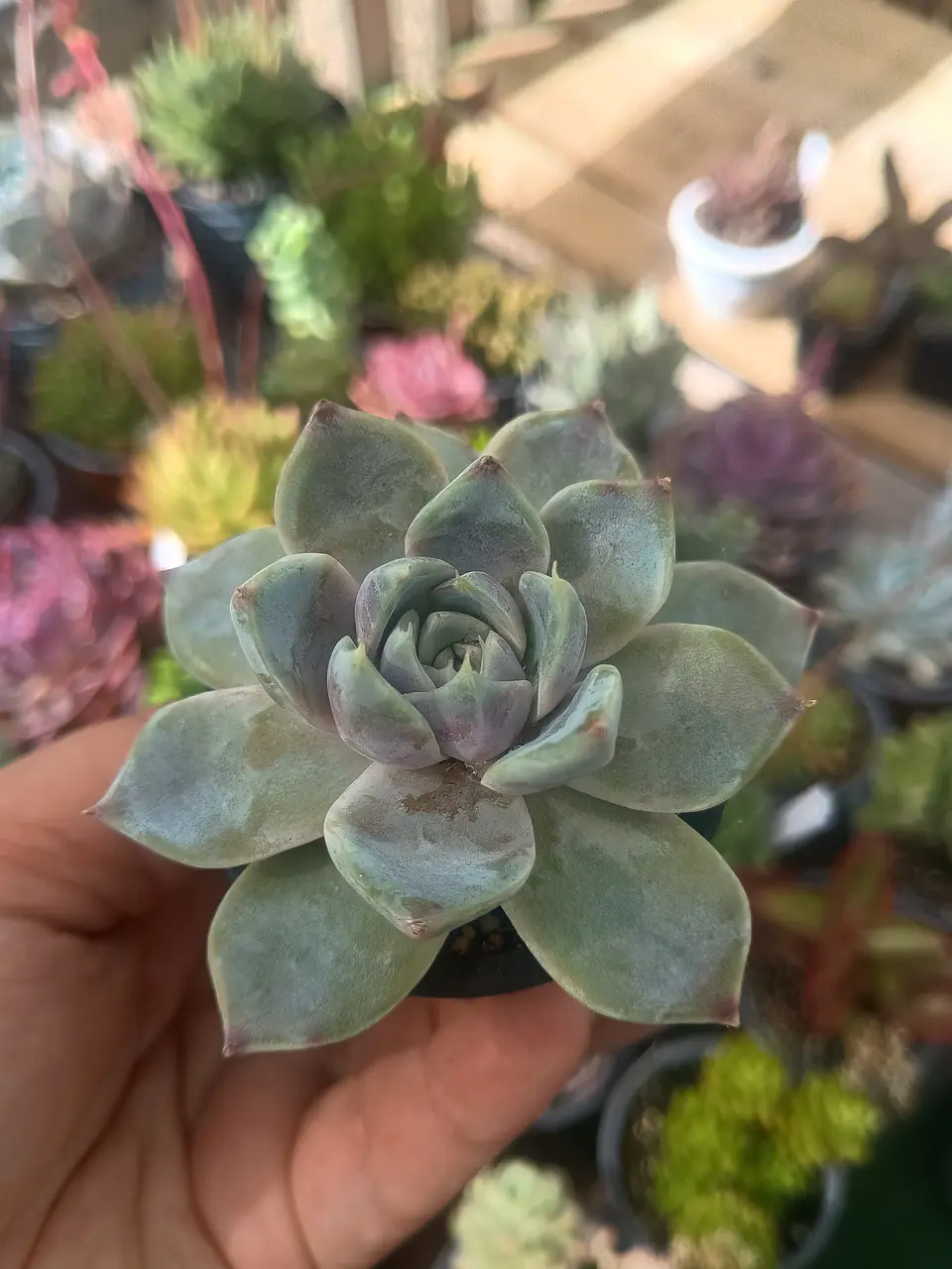 Echeveria snow bunny 2
