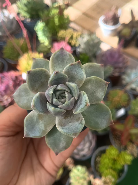 Echeveria snow bunny