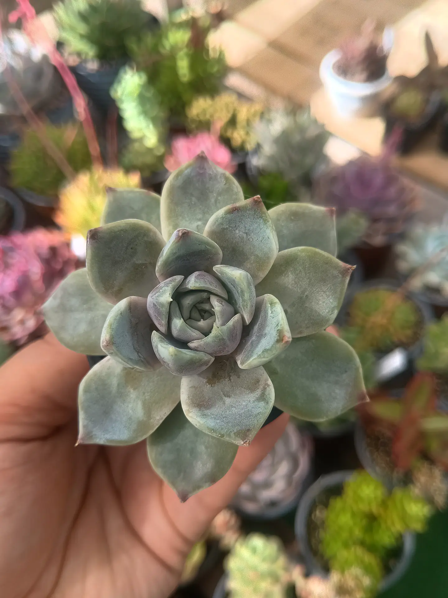 Echeveria snow bunny 1