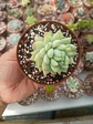 Sedeveria Harry butterfield  - Miniatura 2