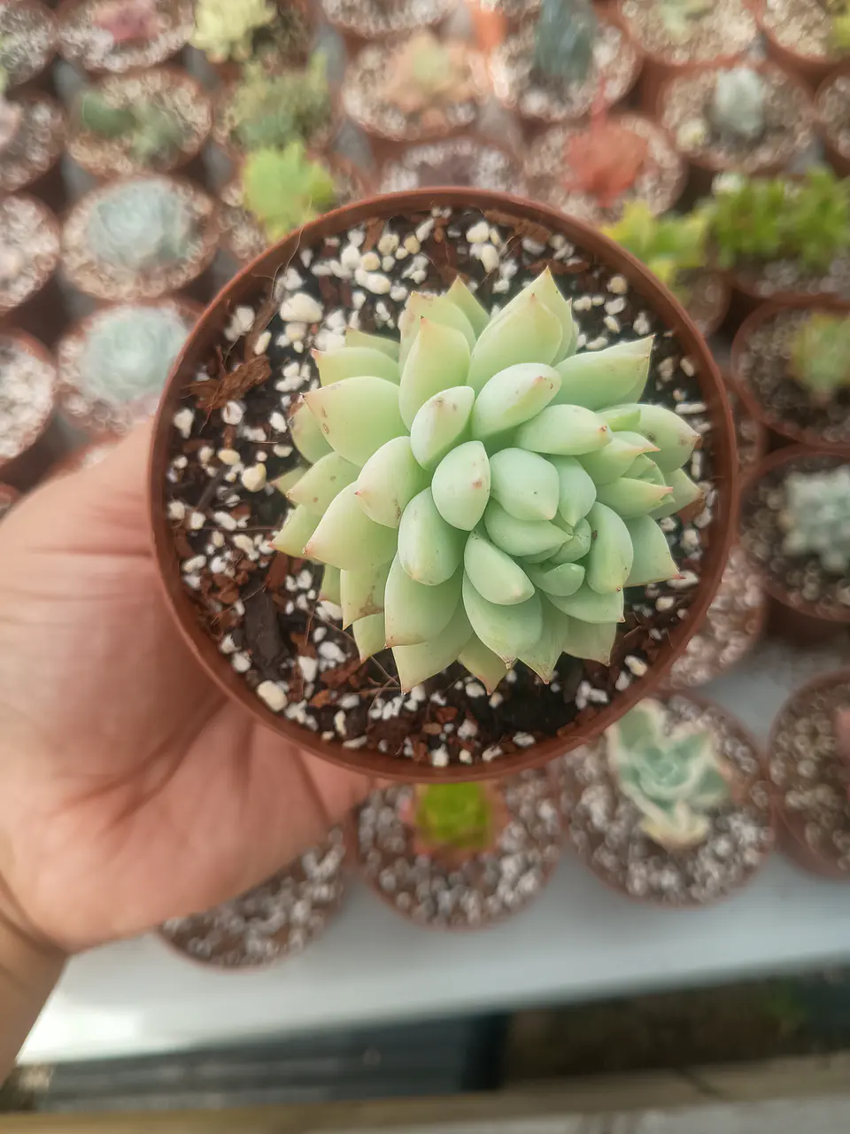 Sedeveria Harry butterfield  2