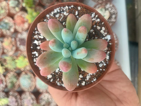 Sedum Patrick star