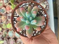 Sedum Patrick star - Miniatura 2