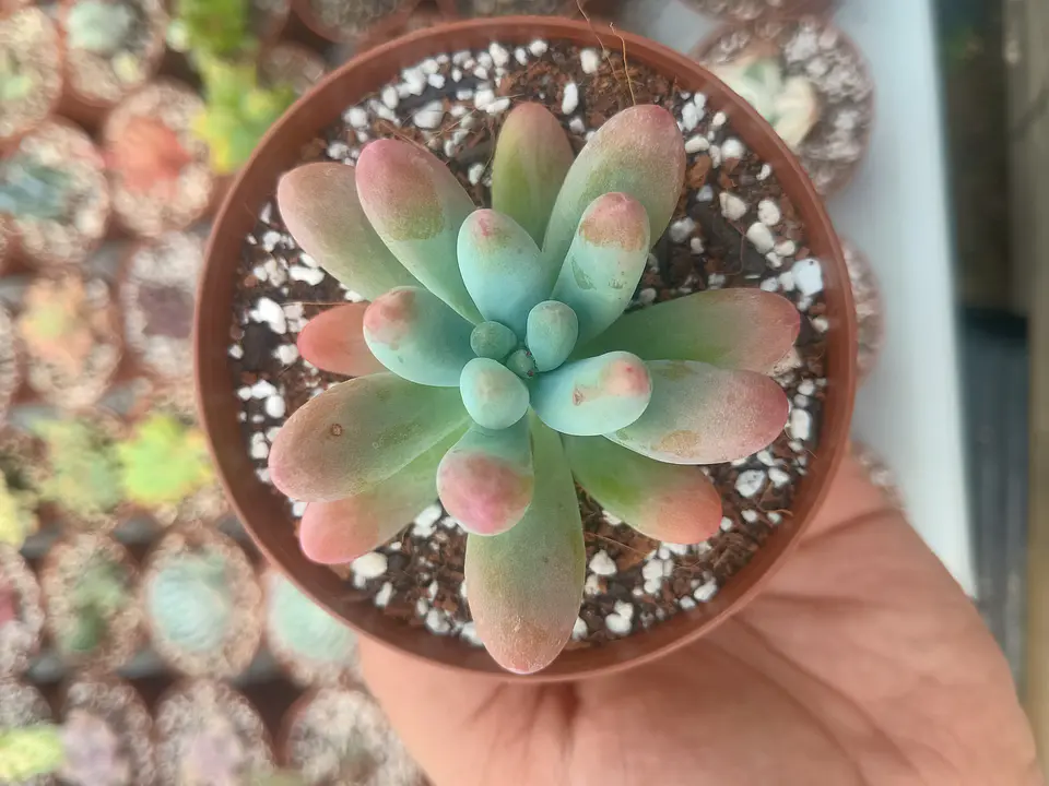 Sedum Patrick star 2