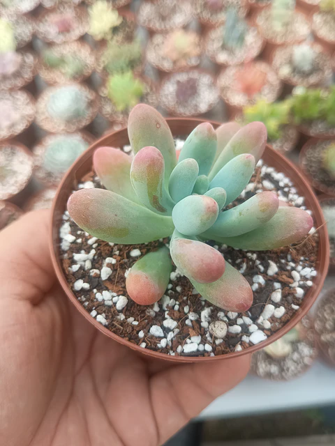 Sedum Patrick star