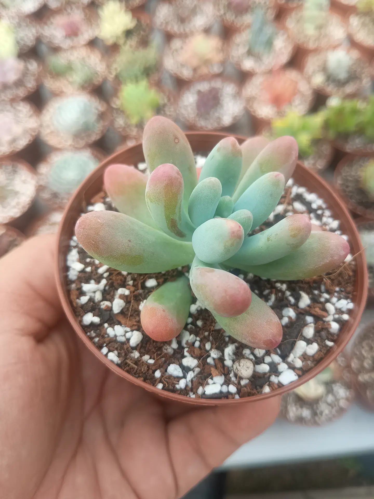 Sedum Patrick star 1