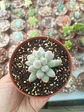 Pachyphytum machucae baby fingers  - Miniatura 1