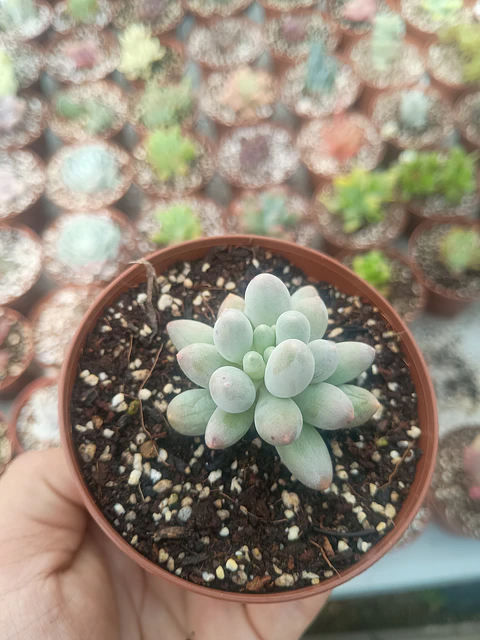 Pachyphytum machucae baby fingers 