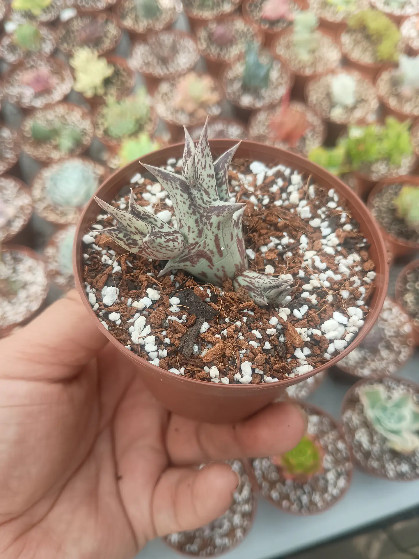 Caralluma hespeidium  2
