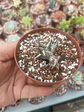 Caralluma hespeidium  - Miniatura 1