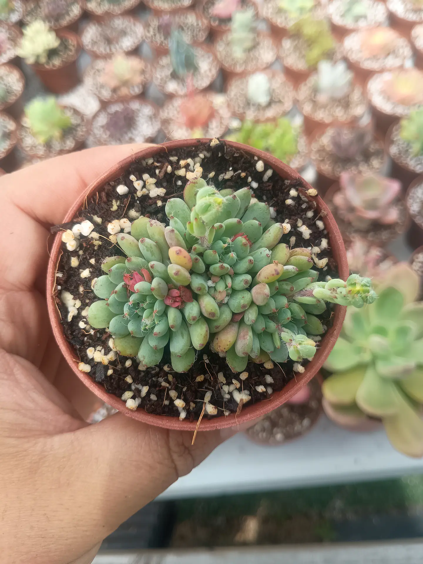 Echeveria setosa diminuta  1