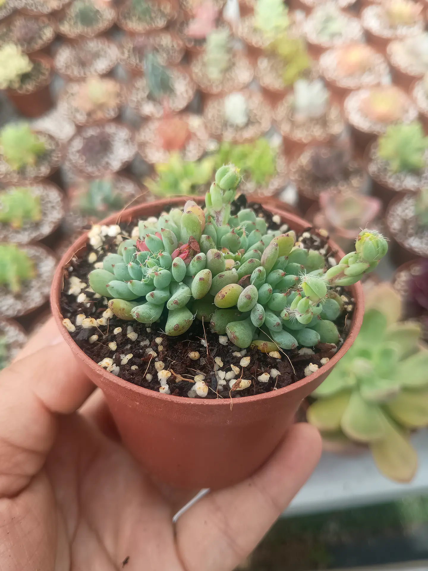 Echeveria setosa diminuta  2