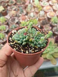 Echeveria setosa diminuta  - Miniatura 2