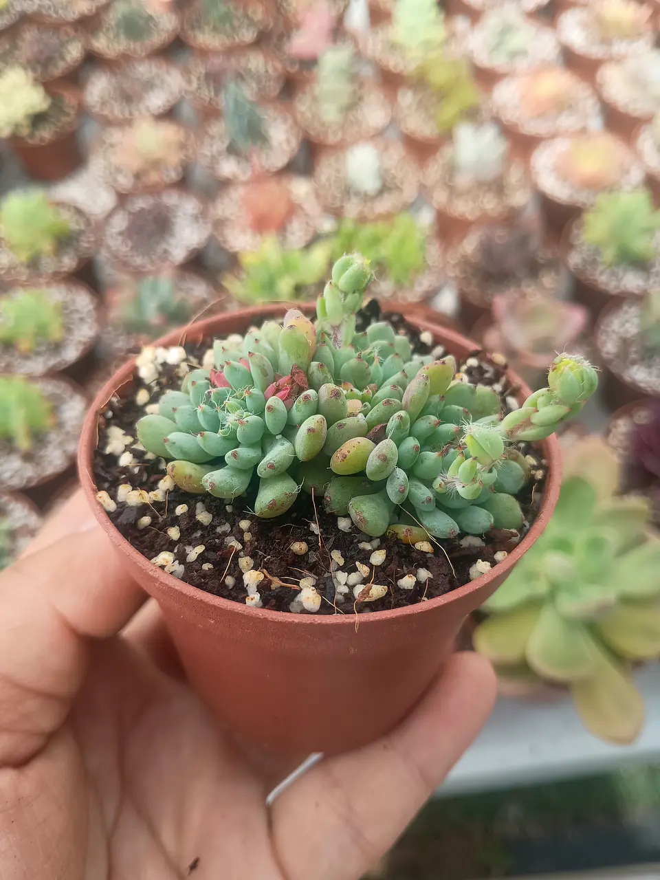 Echeveria setosa diminuta  2