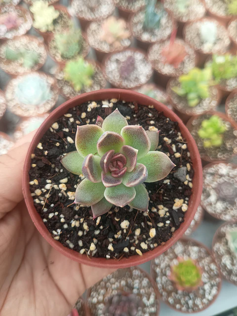 Echeveria Pushke 