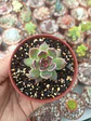 Echeveria Pushke  - Miniatura 1