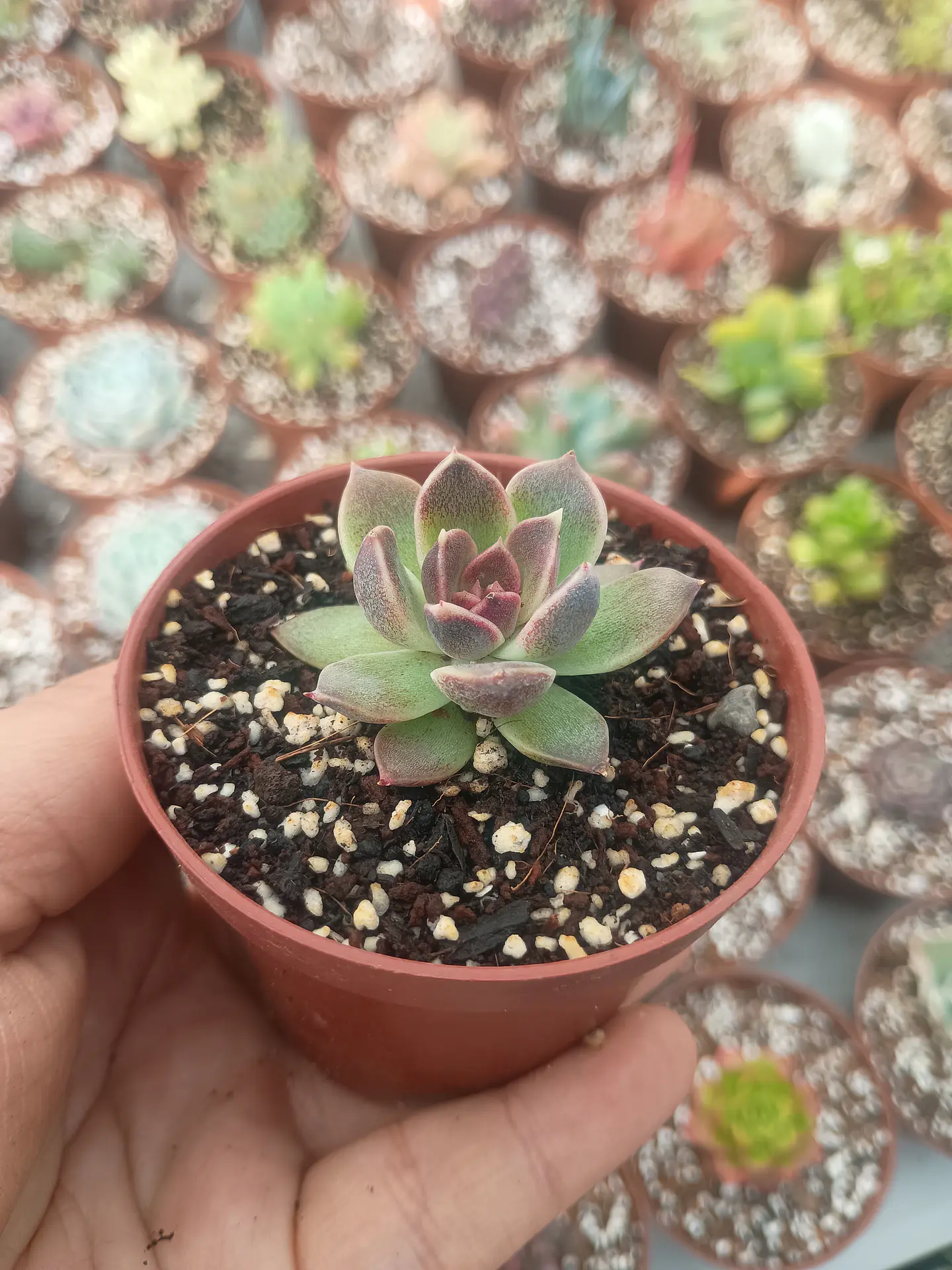 Echeveria Pushke  2