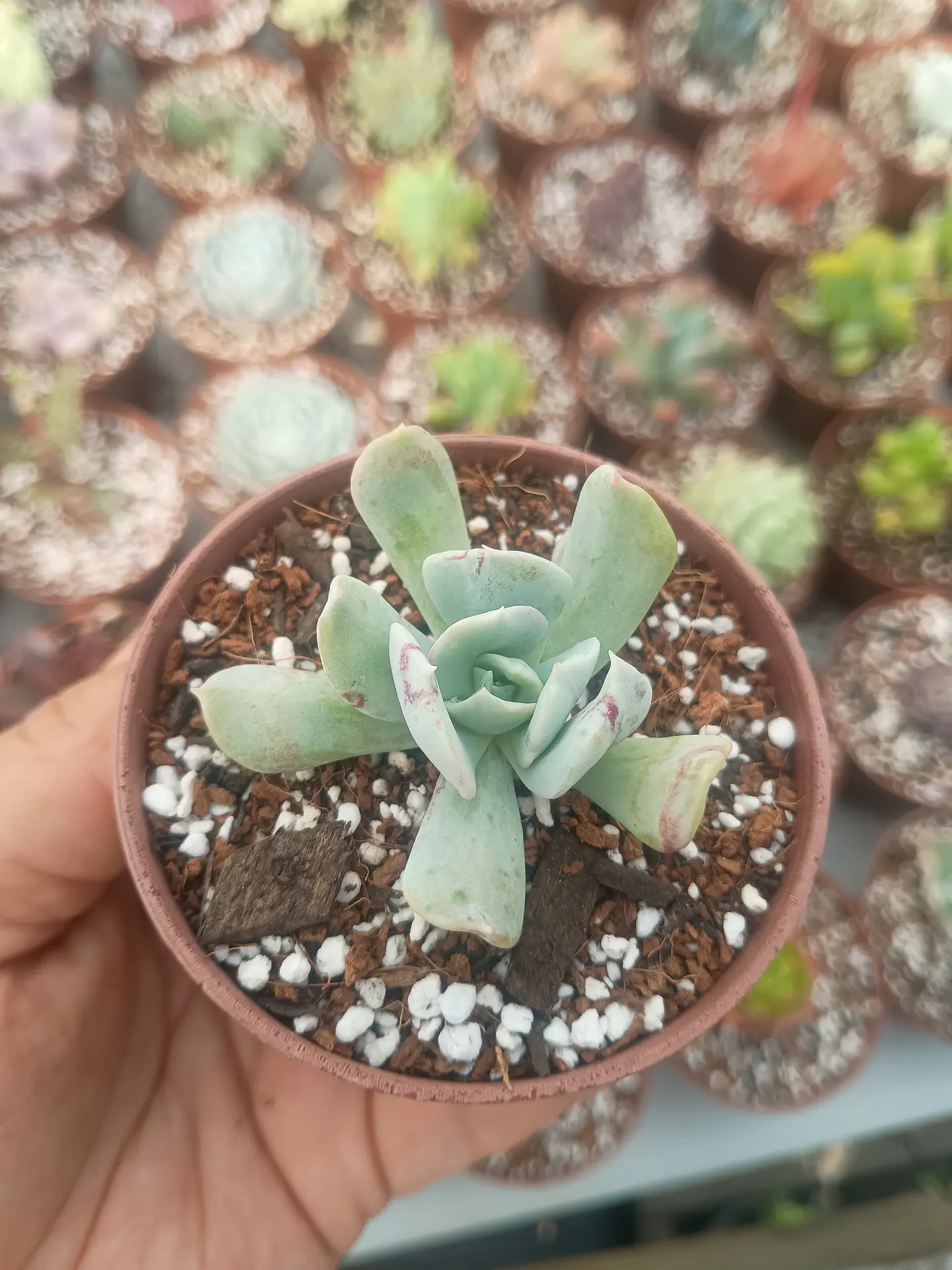 Echeveria Pinwell revolution  1