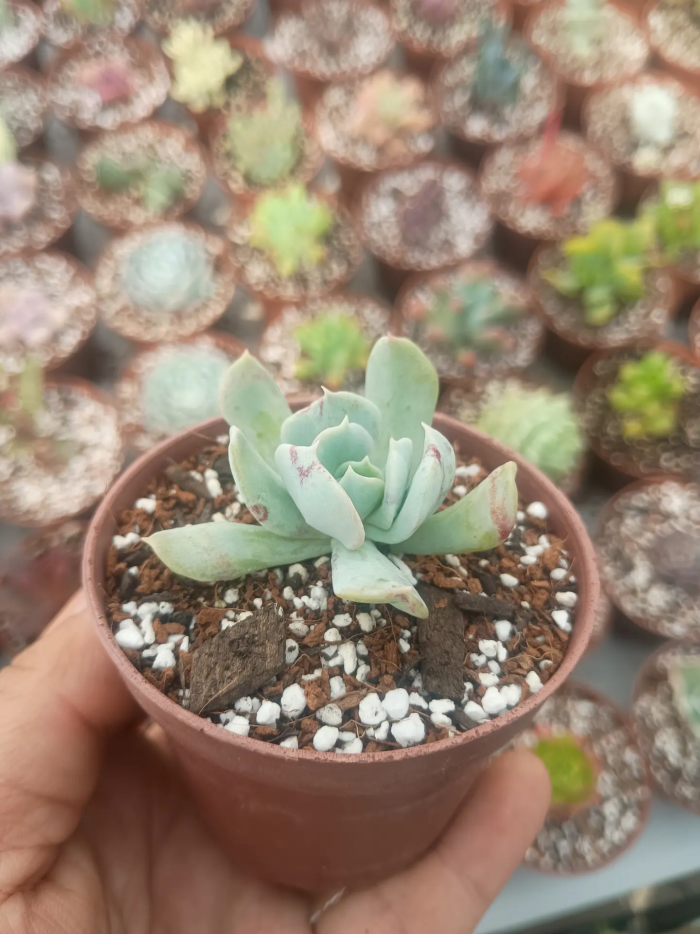 Echeveria Pinwell revolution  2