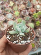 Echeveria Pinwell revolution  - Miniatura 2