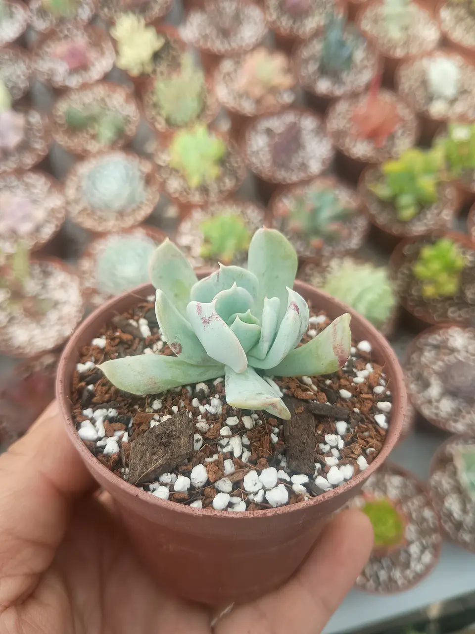 Echeveria Pinwell revolution  2