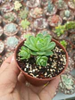 Greenovia pequeña  - Miniatura 2