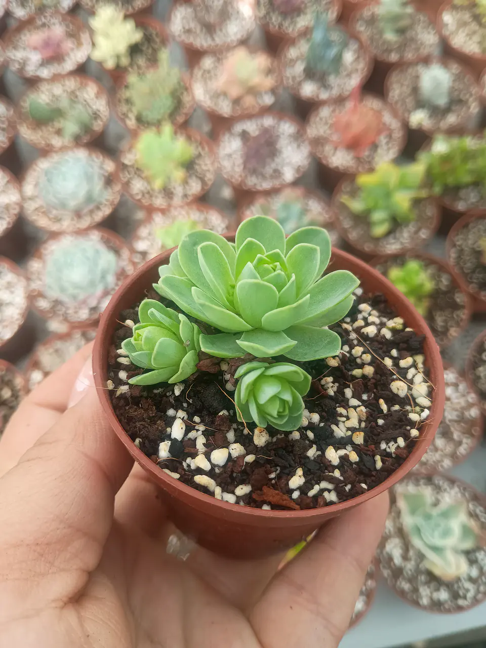 Greenovia pequeña  2