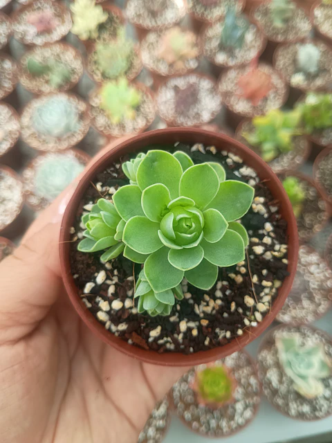 Greenovia pequeña 