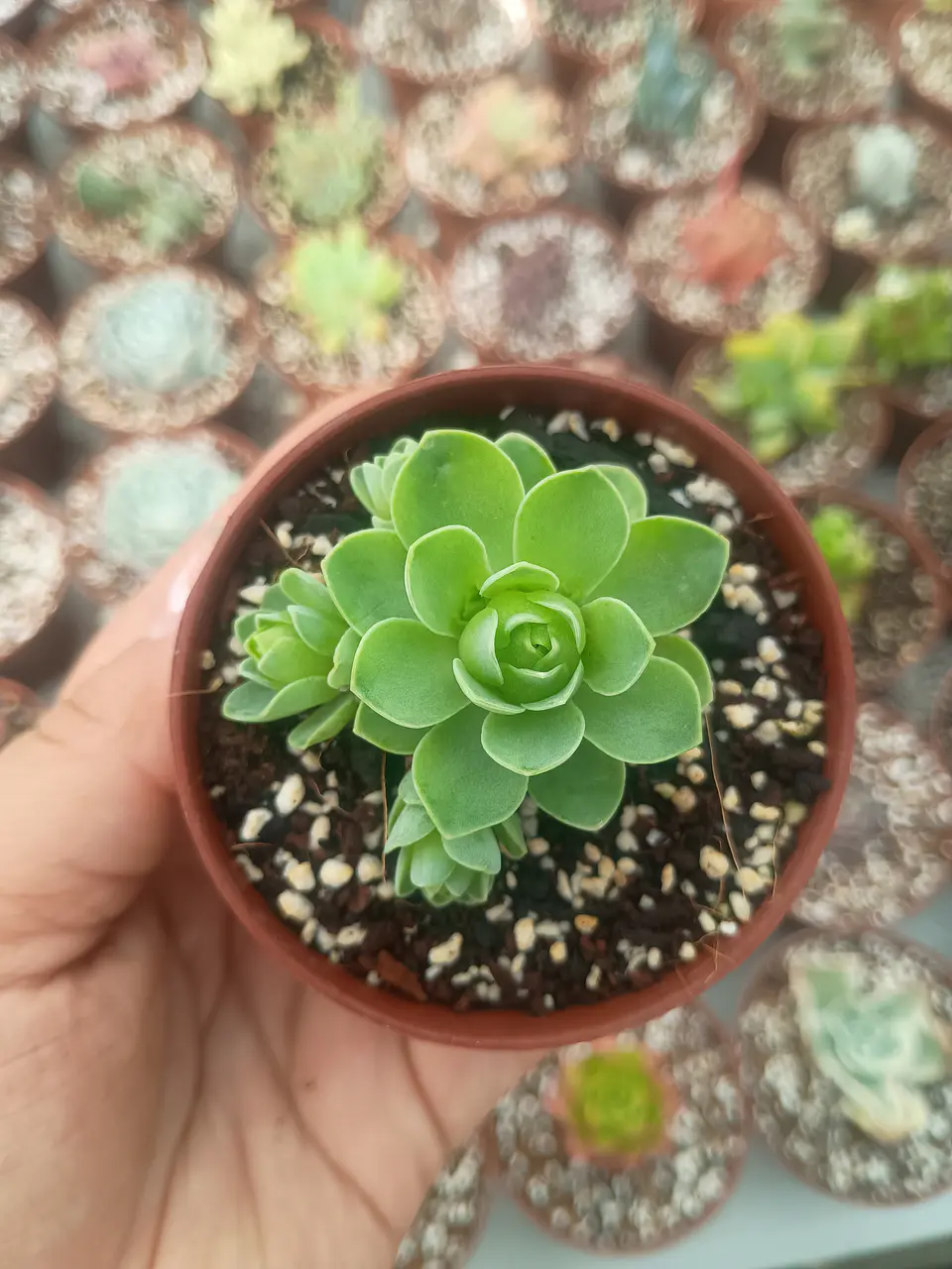 Greenovia pequeña  1