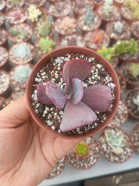 Echeveria Dreams and phantasm 