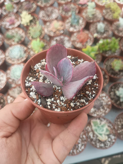 Echeveria Dreams and phantasm 