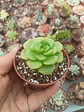 Aeonium lilypad  - Miniatura 2