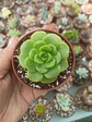 Aeonium lilypad  - Miniatura 1