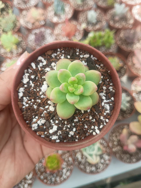 Sedum Shangri-la 
