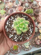 Sedum Shangri-la  - Miniatura 1