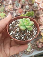 Sedum Shangri-la  - Miniatura 2