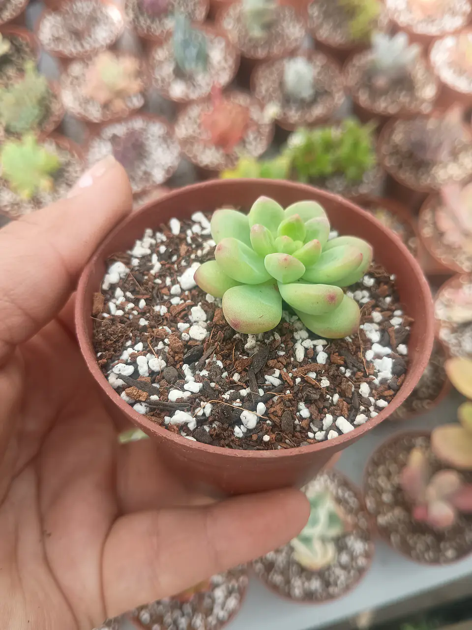 Sedum Shangri-la  2