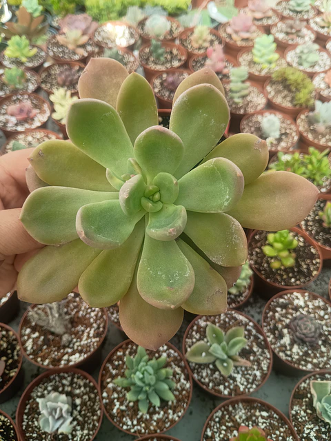 Cremneria Mutabilis