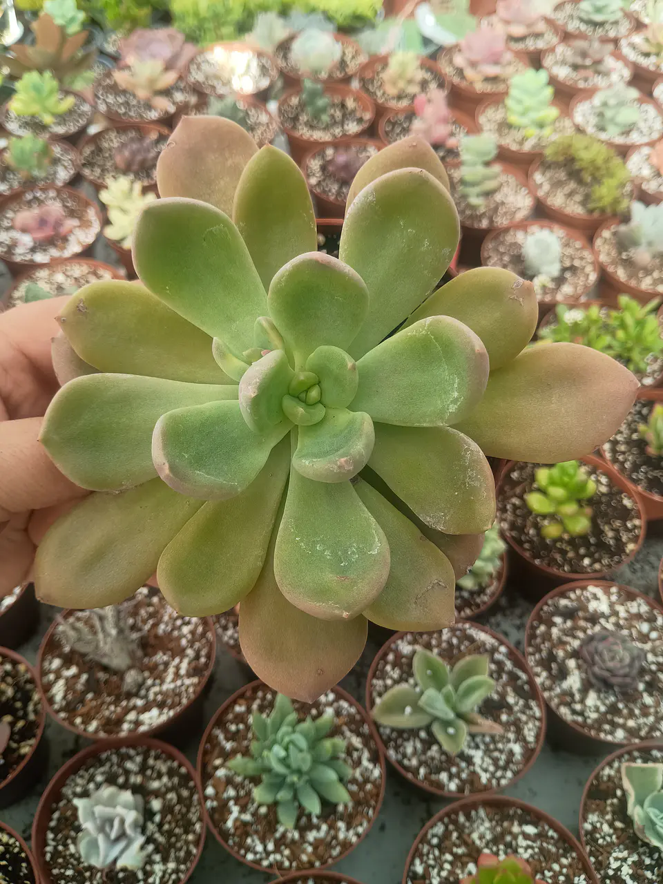 Cremneria Mutabilis 1
