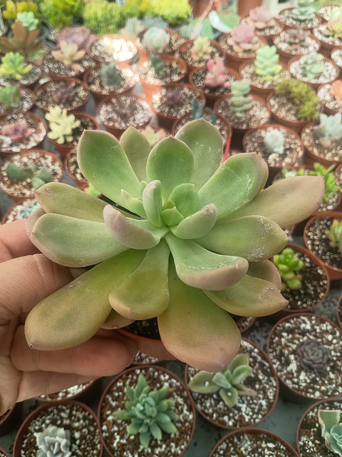 Cremneria Mutabilis
