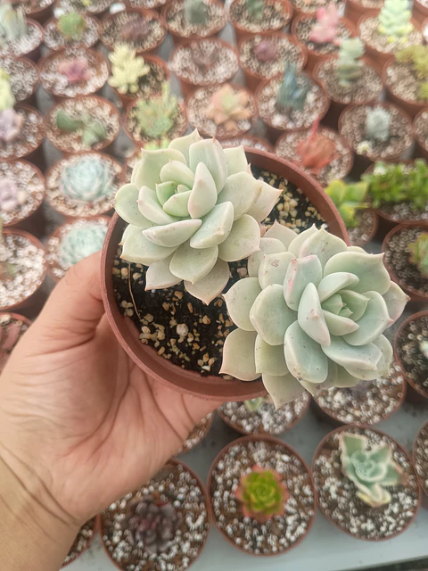 Graptoveria titubans 
