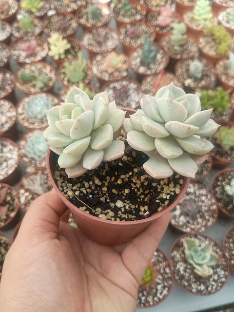 Graptoveria titubans 