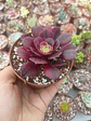 Aeonium medusa - Miniatura 2