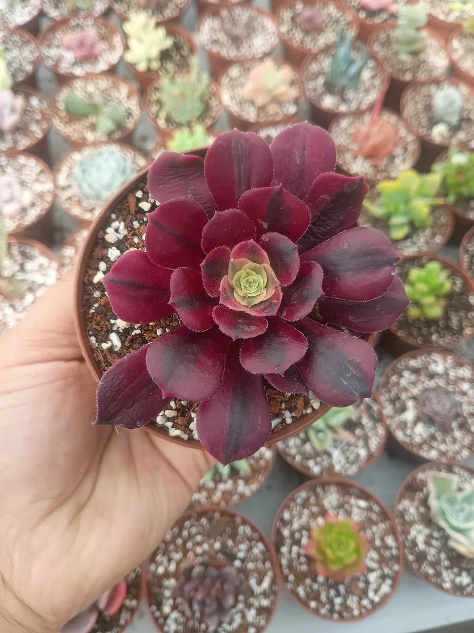 Aeonium medusa 1
